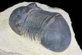 Paralejurus Trilobite Fossil - Foum Zguid, Morocco #75480-4